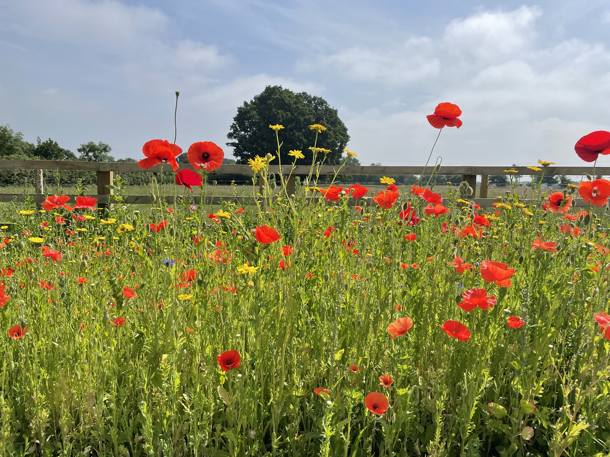 Wildflower borders at the Haggs Farm Business Park on the Rudding Estate